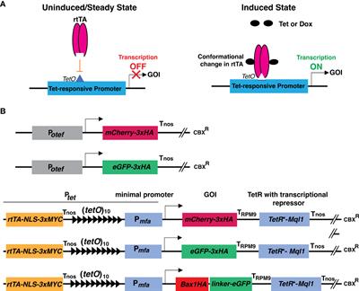 Tetracycline-controlled (TetON) gene expression system for the smut fungus Ustilago maydis
